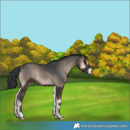 Horse Color:Blue Onyx 