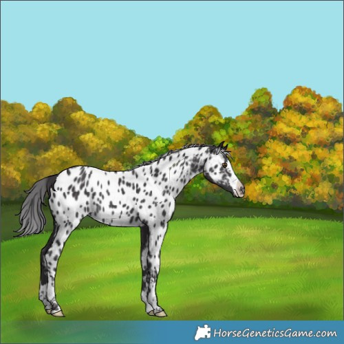 Horse Color:Smoky Black Chinchilla Appaloosa 