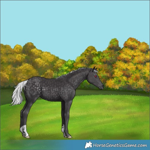 Horse Color:Silver Smoky Black Chinchilla 