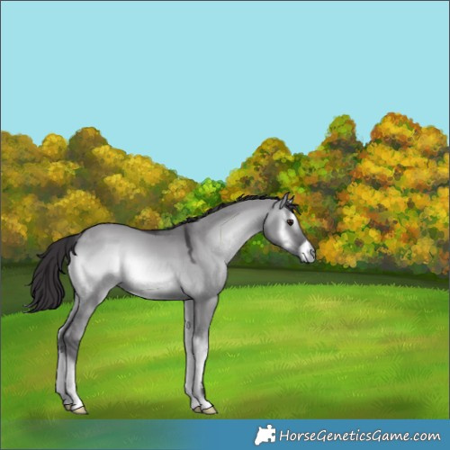 Horse Color:Smoky Grullo Chinchilla Onyx 