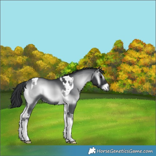 Horse Color:Blue Onyx Chinchilla Tobiano 
