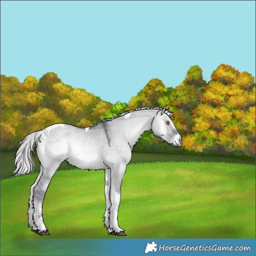 Horse Color:Silver Grullo Chinchilla Onyx Tobiano 