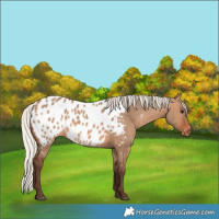 Horse Color:Silver Brown Dun Near Leopard 
