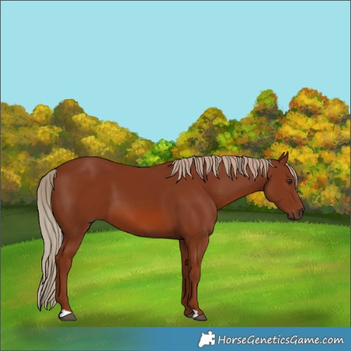 Horse Color:Chestnut 