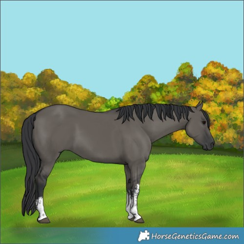 Horse Color:Grullo Sabino Rabicano 