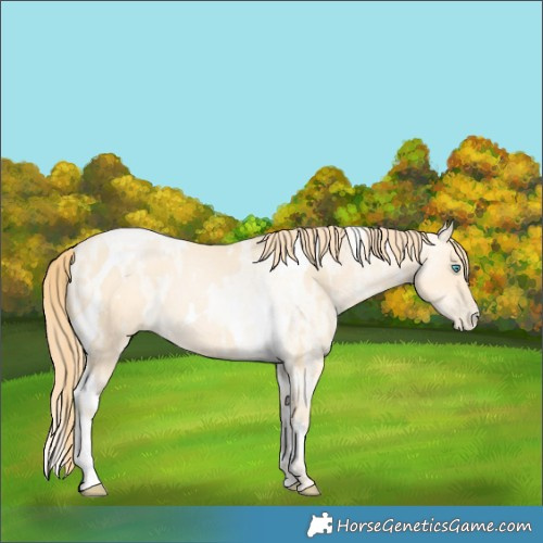 Horse Color:Buckskin Roan Pearl and Buckskin Pearl Tobiano