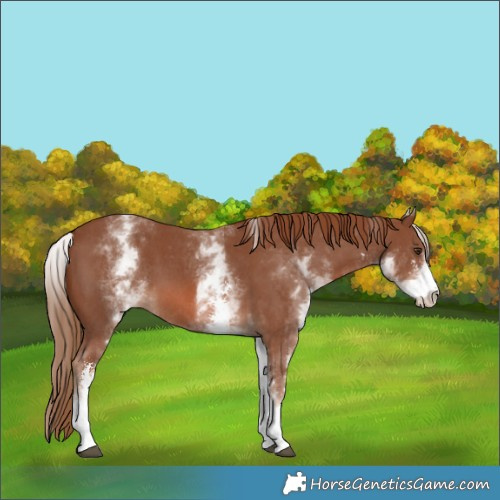 Horse Color:White Spotted Chestnut Sabino 