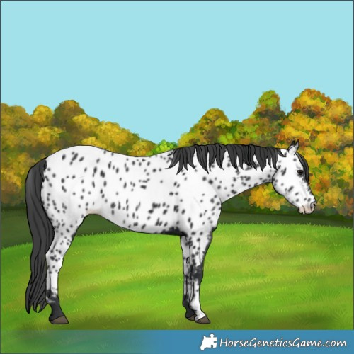 Horse Color:Black Appaloosa