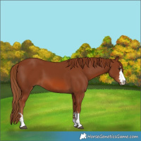 Horse Color:Chestnut 