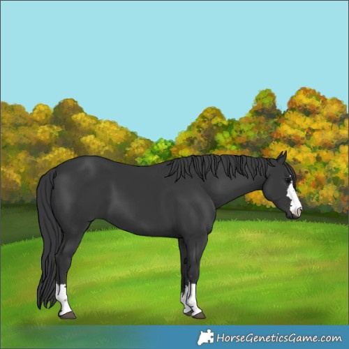 Horse Color:Black 