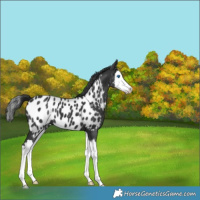 Horse Color:Black Splash Appaloosa 