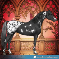 Horse Color:White Spotted Black Blanket 