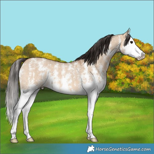 Horse Color:Bay Dun Sabino Splash
