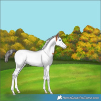 Horse Color:Bay Splash Tobiano Appaloosa 