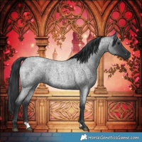 Horse Color:Blue Roan Rabicano 
