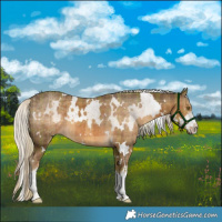 Horse Color:Plaid White Spotted Chocolate Palomino