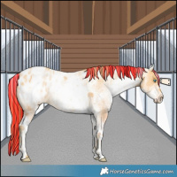 Horse Color:Painted White Spotted Sable Cream Champagne Pearl Appaloosa 