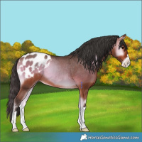 Horse Color:Bay Onyx Appaloosa Rabicano 