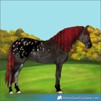 Horse Color:Void Painted Bay Onyx Appaloosa Rabicano 