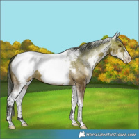 Horse Color:White Spotted Bay Appaloosa
