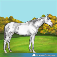 Horse Color:White Spotted Black Frame Appaloosa