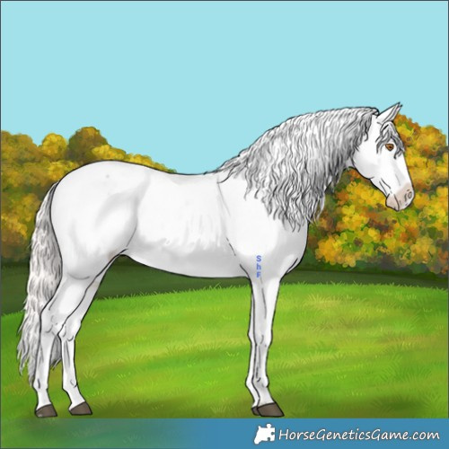 Horse Color:White Spotted Silver Grullo Appaloosa 