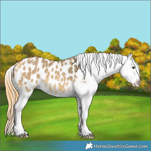 Horse Color:Buckskin Dun Blanket 
