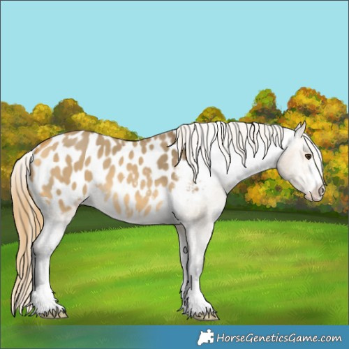 Horse Color:Buckskin Dun Appaloosa 