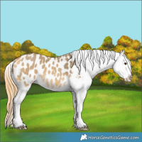 Horse Color:Buckskin Dun Blanket 