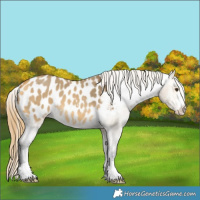 Horse Color:Buckskin Dun Appaloosa 