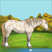 Horse Color:Buckskin Dun Appaloosa
