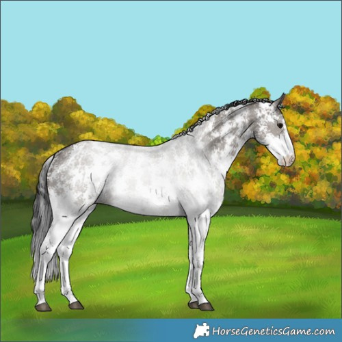 Horse Color:Grullo Sabino 