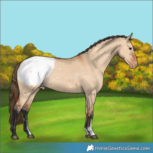 Horse Color:Bay Dun Sabino Appaloosa 