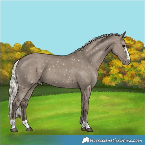 Horse Color:Silver Grullo Appaloosa 
