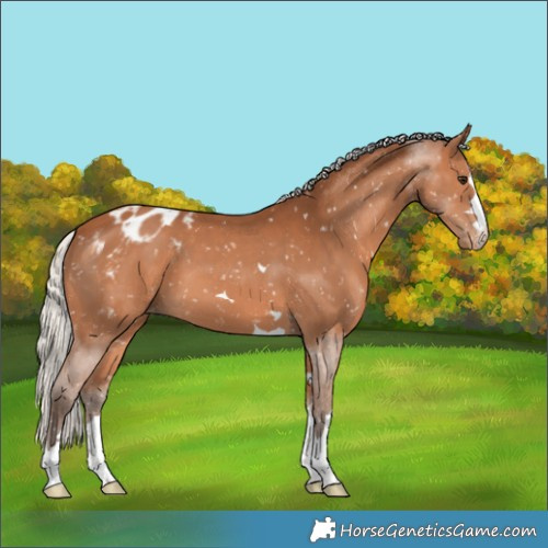 Horse Color:Silver Bay Appaloosa 