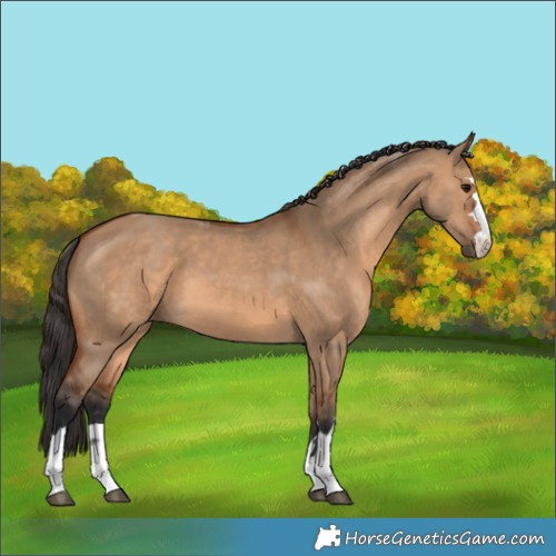 Horse Color:Bay Dun 