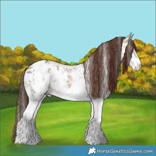 Horse Color:White Spotted Bay Ice Dun Appaloosa 