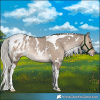 Horse Color:White Spotted Silver Bay Dun Tobiano Appaloosa Rabicano