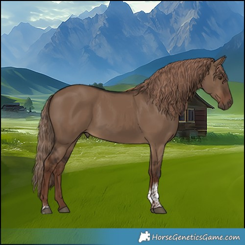 Horse Color:Liver Red Dun Tobiano