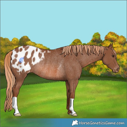Horse Color:Chestnut Appaloosa Rabicano 