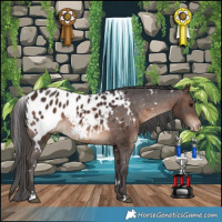 Horse Color:White Spotted Bay Appaloosa Rabicano 