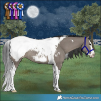 Horse Color:Grullo Splash Tobiano Appaloosa Rabicano 