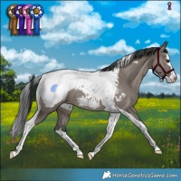 Horse Color:Grullo Splash Tobiano Snowcap Rabicano