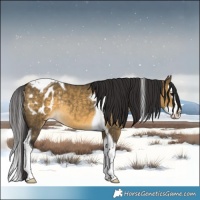 Horse Color:Buckskin Dun Splash Tobiano Appaloosa Rabicano 