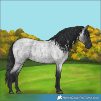 Horse Color:Blue Roan 