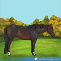 Horse Color:Brown