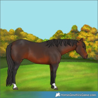 Horse Color:Brown 