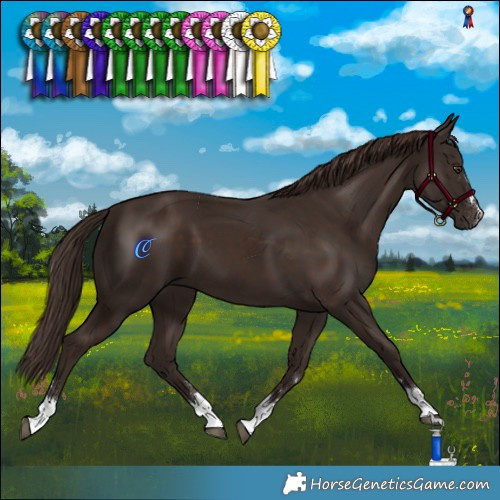 Horse Color:Liver Chestnut 
