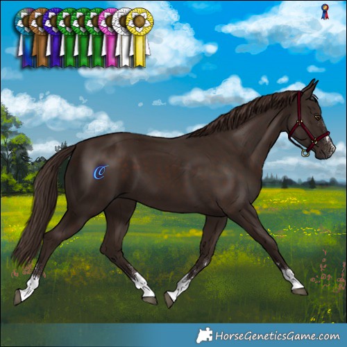 Horse Color:Liver Chestnut 