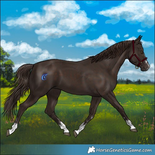 Horse Color:Liver Chestnut 